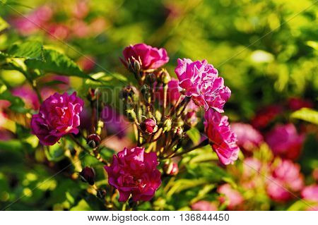 The Beautiful roses in my gerden. Summer.