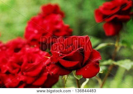 The Beautiful roses in my gerden. Summer.