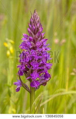 Purple Orchid Flower
