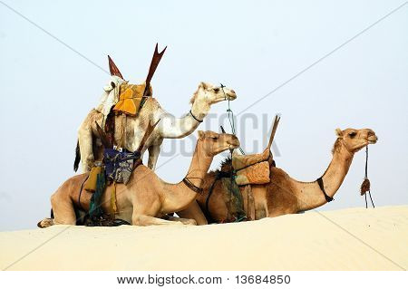 Tre cammelli nomade nel deserto