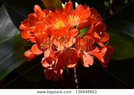 Bush lily flowers Latin name Clivia miniata