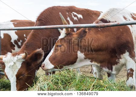 Cows in paddock - pastoral picture on cattle country. Breeding farm animals for products. Animals on pasture. A herd of colorful cows to the ranch. Good cute ruminants even-toed ungulates.