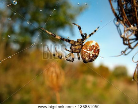 Spider on spider web with drops after rain