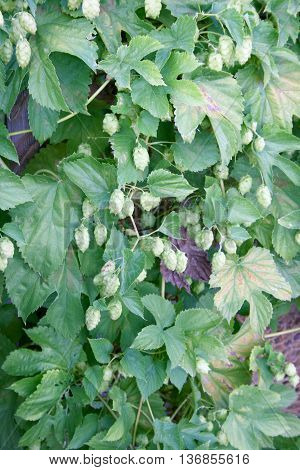 The umbels of a hop plant (Humulus)