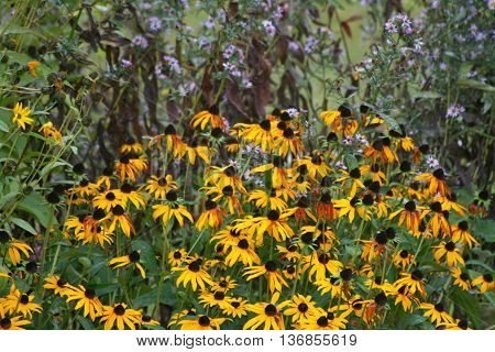 close up of a yellow flower blooming cone-flower (echinacea)