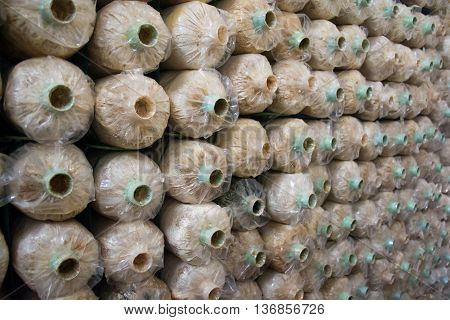 close up organic mushrooms farm,mushrooms farm background