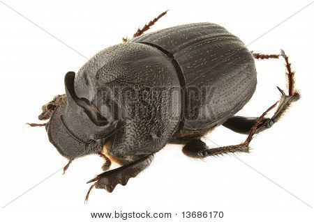 Onthophagus Kindermanni