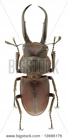 Prosopocoilus Gracilis