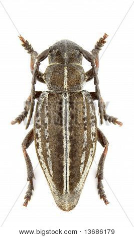 Pedestredorcadion Pusillum