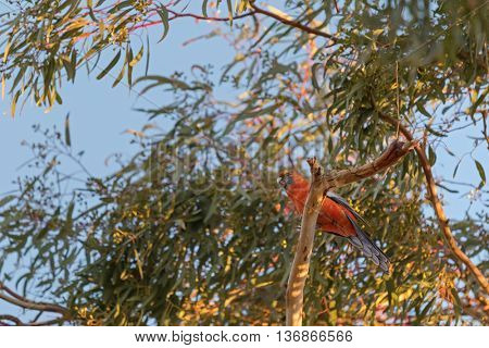 Evening view of Crimson Rosella parrot bird in orange color perching on Eucalyptus tree in South Australia