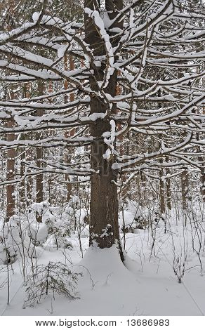 Holý strom pod sněhem v zimním lese