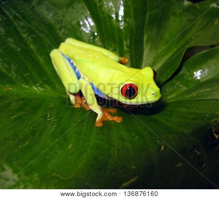 Red eye tree frog with blue sides in center of large wet green leaf.