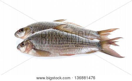uncooked Labiobarbus siamensis fish on white background