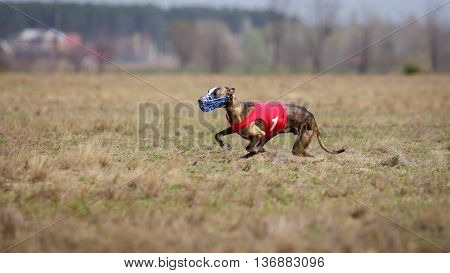 Whippet Dog Running. Coursing, Passion And Speed
