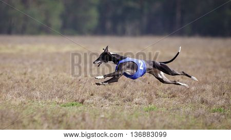 Whippet Dog Running. Coursing, Passion And Speed