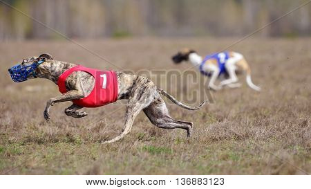 Whippet Dog Running. Coursing, Passion And Speed