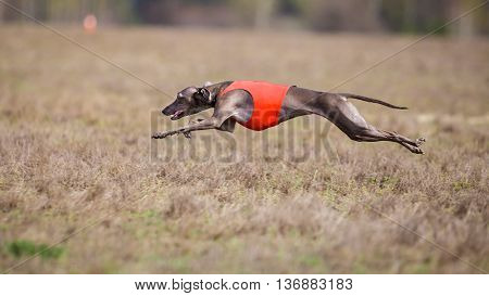 Coursing, Passion And Speed. Piccolo Levriero Italiano