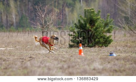 Coursing, Passion And Speed. Yuzhnorusskaya Borzaya Dogs Running