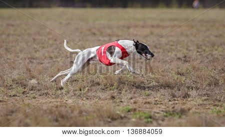 Coursing, Passion And Speed.  Whippet Dog Running.