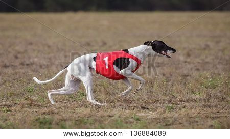 Coursing, Passion And Speed.  Whippet Dog Running.