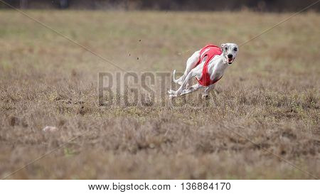 Coursing, Passion And Speed.  Whippet Dog Running.