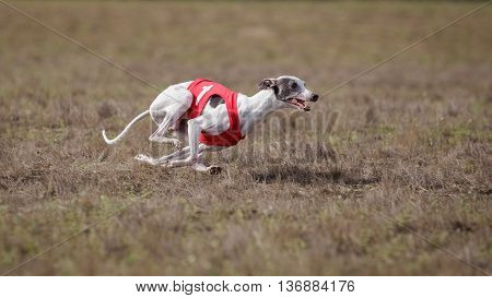 Coursing, Passion And Speed.  Whippet Dog Running.