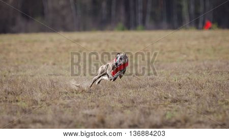 Coursing, Passion And Speed.  Whippet Dog Running.