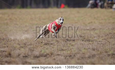 Coursing, Passion And Speed.  Whippet Dog Running.