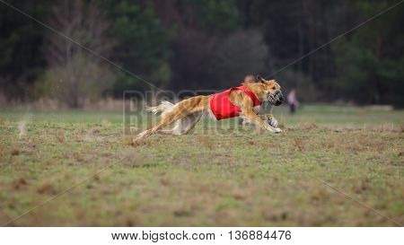 Coursing. Yuzhnorusskaya Borzaya Dogs Running