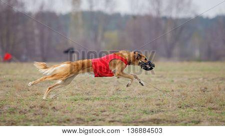 Coursing. Yuzhnorusskaya Borzaya Dogs Running