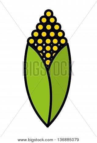 fesh vegetable corn  isolated icon design, vector illustration  graphic