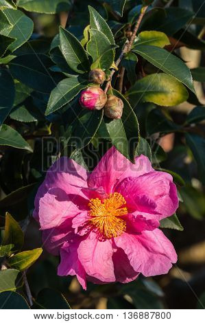 closeup of pink camellia sasanqua flower and buds