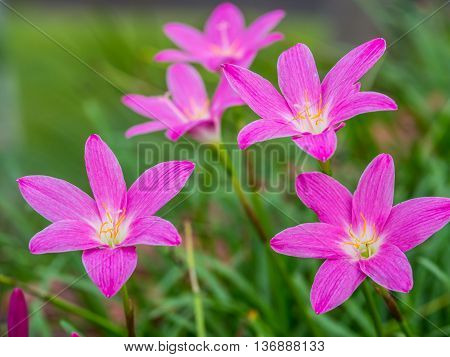 Close up pink flower and blur background