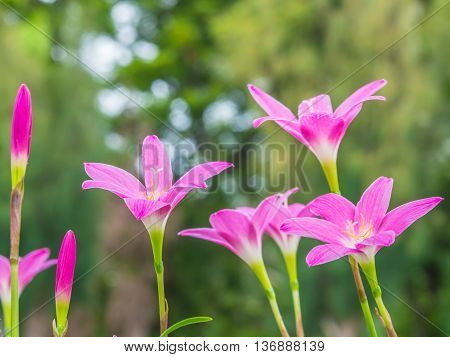 Closeup the pink flower on blur background
