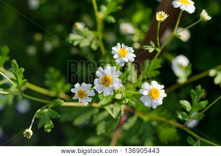 Wild chamomile (Matricaria chamomilla camomile) flowers on a field on a sunny day. shallow depth of field