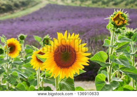 Sunflower and Lavender fresh flowers field, Provence, France
