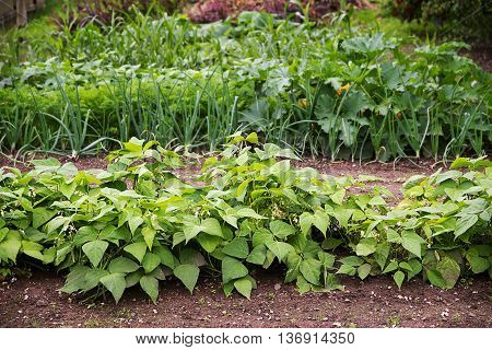vegetable garden with beds in rows planted in crop rotation with organic bush beans onions and more for a healthy nutrition