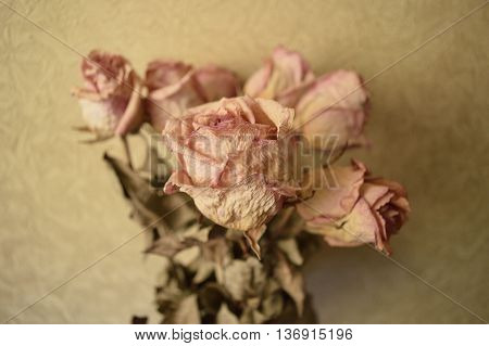 rose flower dead effect plant beauty photo