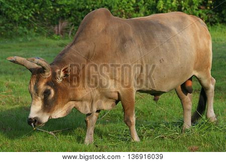 light brown Thai Brahman veteran fighting bull, near Songkhla, Thailand