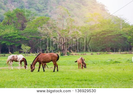 Hourses farm in the green garden mountain.