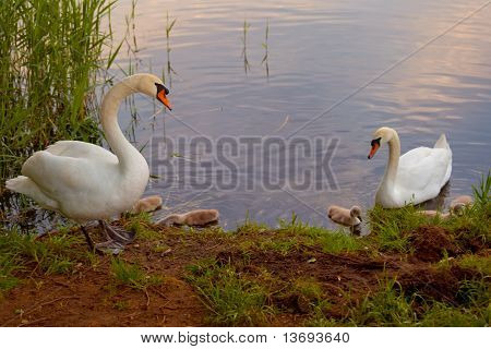 雛夕暮れに白鳥