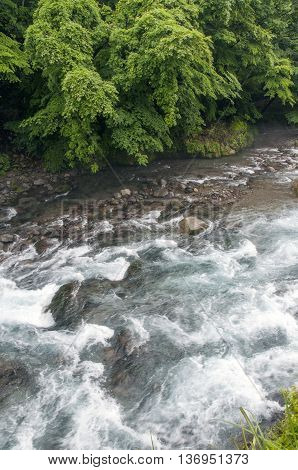 wild stream of mountain Daiya river in green summer forest in Japan