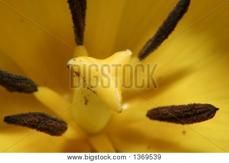 Tulipán amarillo.