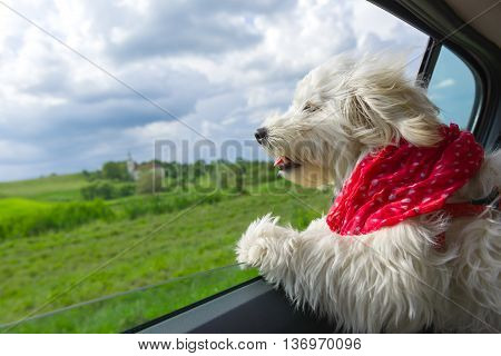 Dog enjoying a ride with the car