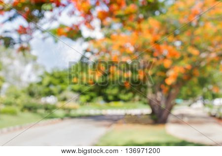 Blurred Background Flowers Blossom On Tree In Greenery Park
