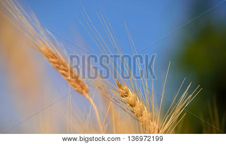 Wheat spikes isolated with the blue and green background