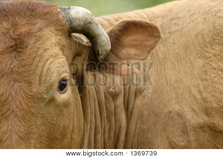 Vache brune