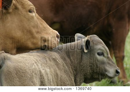 Maman vache avec veau