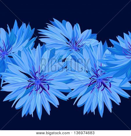 Cornflower. Blue flower. Dark background Texture background seamless