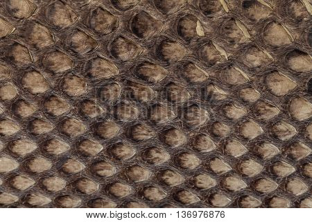Genuine snakeskin. Leather texture background. Closeup photo. Skin reptiles such as python or cobra.